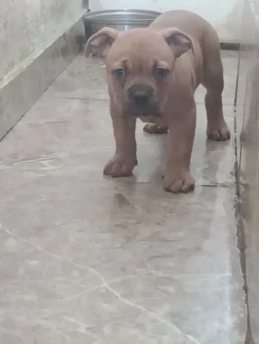 American Bully fêmea 