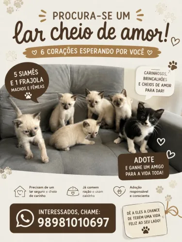 Gatos doar