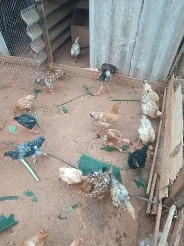 Vendo franguinhos e franguinhos de Isabrow