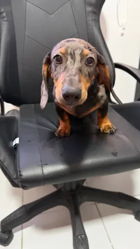 Dachshund