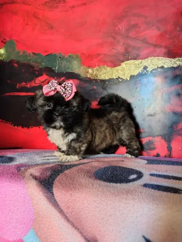 Fêmea de Lhasa Apso Bem Pequena disponível para Entrega