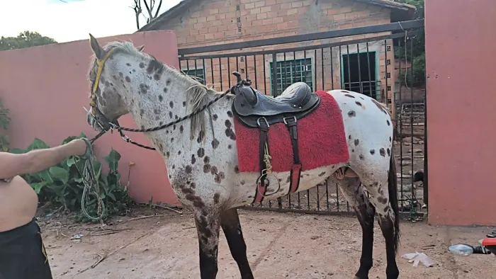 Ganharão apalosa 