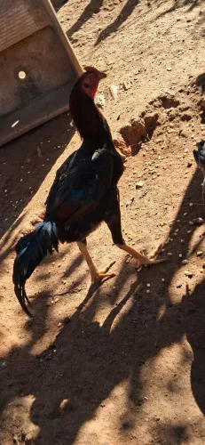 Frango indio mura