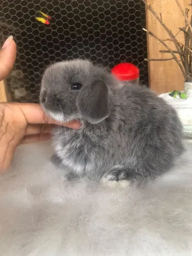 Mini lop uruguaio blue otter - o mini ceolho mais dócil para estimação 