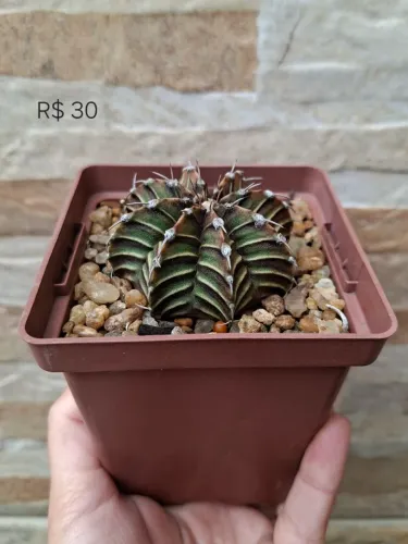 Gymnocalycium mihanovichi HB LB2178