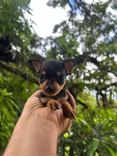 Filhote Pinscher pedigree 