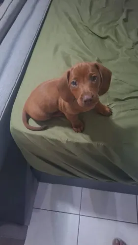 Filhote ?  de Dachshund (Salsicha) 