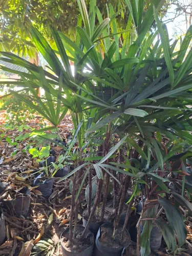 Palmeira ráfia