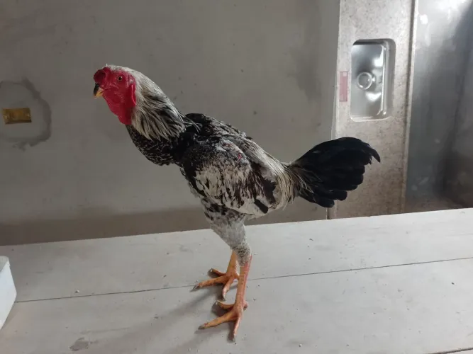 Frango índio malaio.
