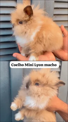 2 Macho de Coelho Mini Lyon