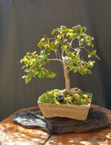 Bonsai pitanga produzindo!