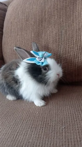 Mini coelhos Lion Head
