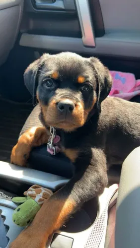 Rottweiler Cachorrinho cheio de charme esperando por você
