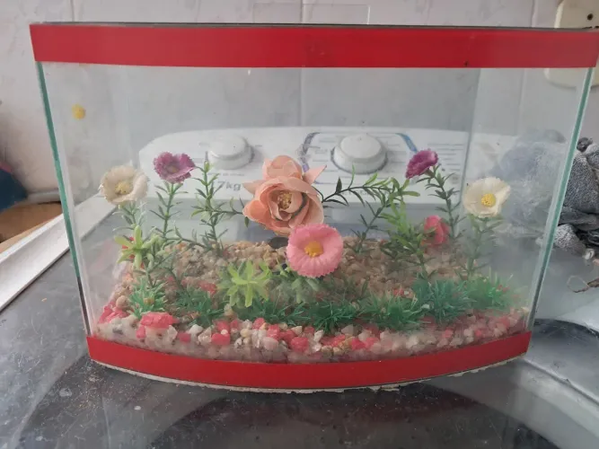 Aquário para peixe beta