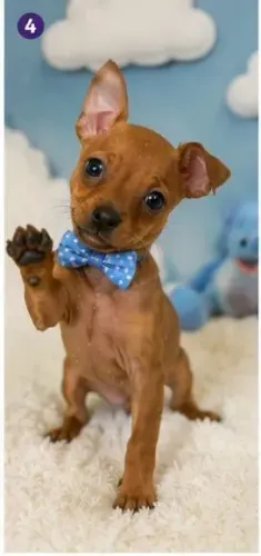Perfeito pinscher macho caramelo linda