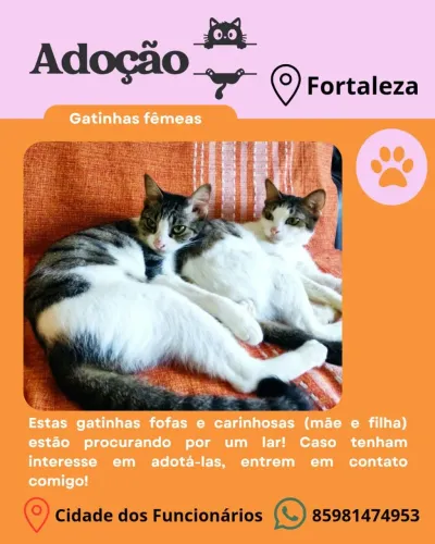 Gatas Fêmeas Castradas