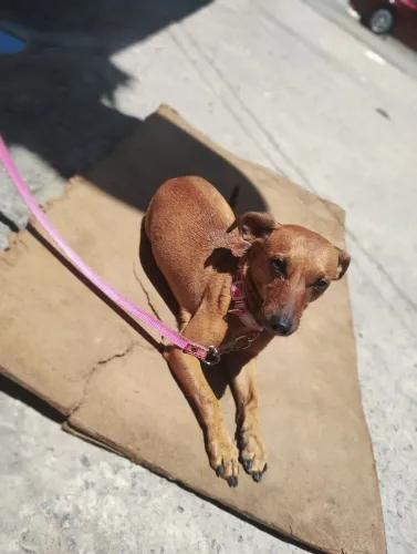 Doação de cachorra  pinscher 1 ano tava solta na rua peguei e to atrás de alguém pra criar