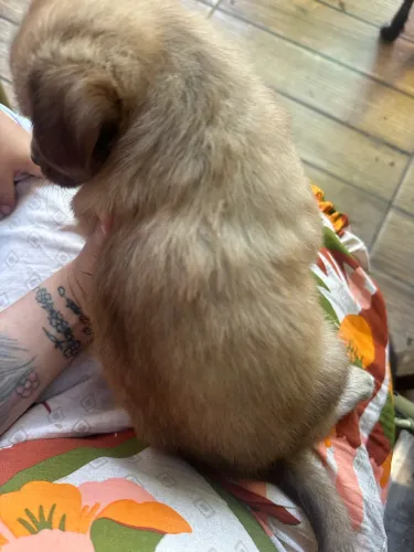 Cachorro Shitzu
