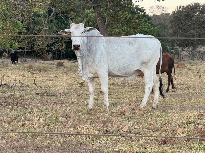 Vacas