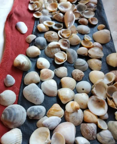 Conchas Naturais