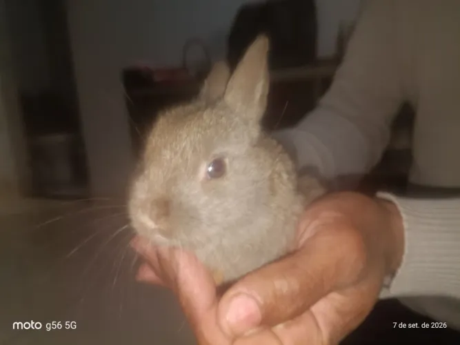 Coelhos