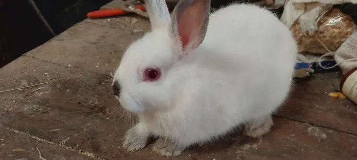 coelhinhos nerteland