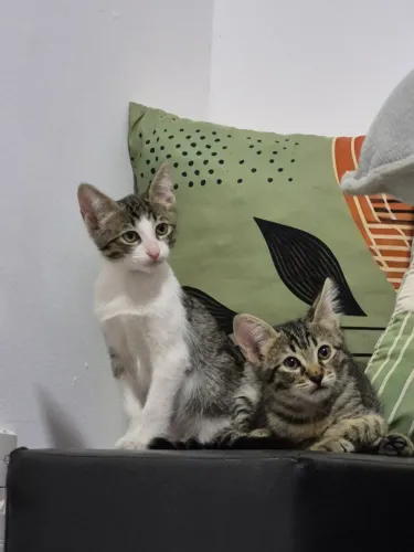 Doação de gatinhos