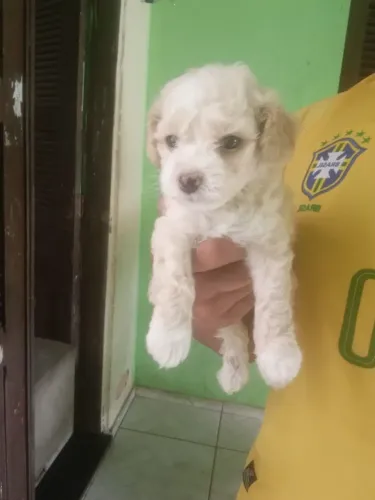 Poodle