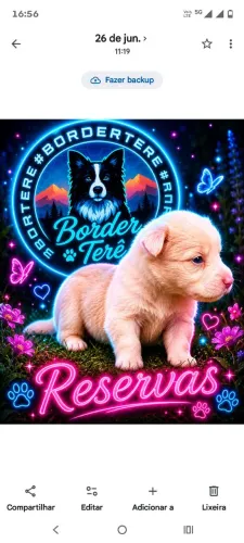 Border collie ( última fêmea)