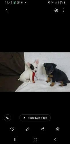 Machinhos de Pinscher em Araguari 