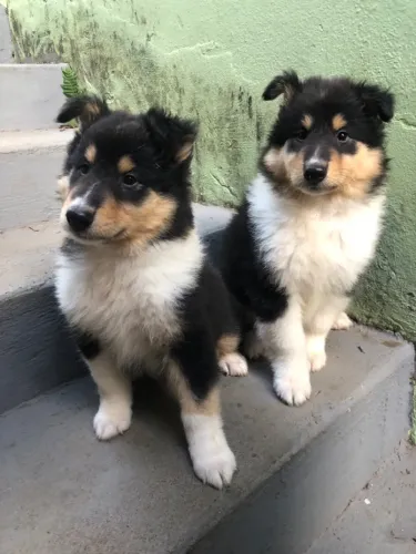 Rough collie