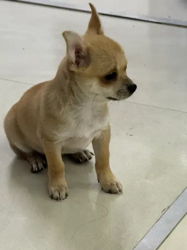 Filhote Chihuahua puro