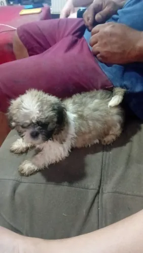 Vendo Shitzu
