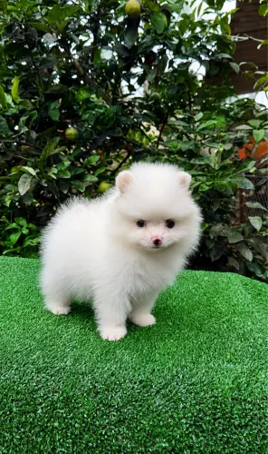 Lulu da pomerania