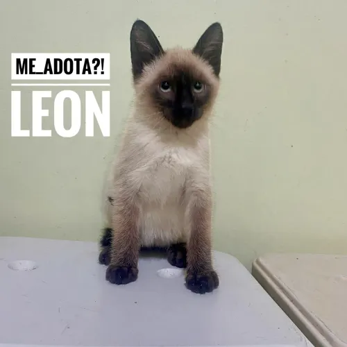 Adoção gatinho 3 meses, vacinado, negativo FIV/FELV, leia o texto