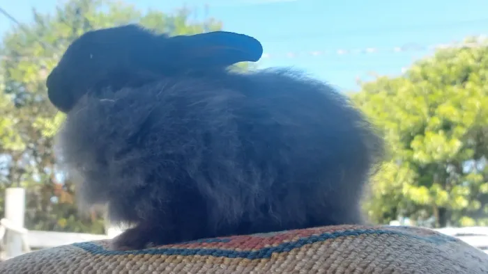 Coelho Mini Lion Head pelo Longo sensacional preto e cinza