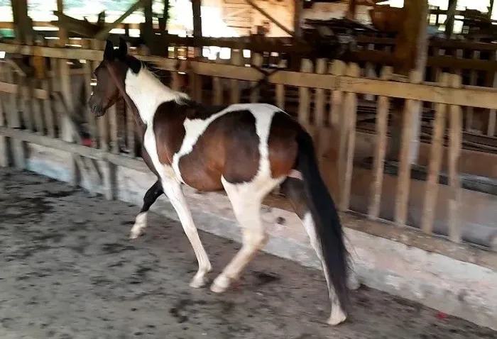 Potro Mangalarga pampa