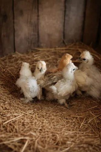 Brahma pintinhos 