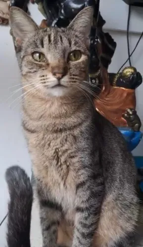 Laurinha para doação 