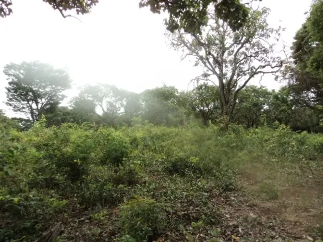 Florestal - Sítio - 40.000 m² - Só R$ 142.000,00 - Oportunidade Única