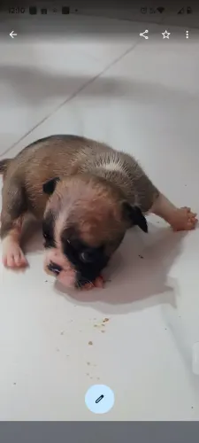 Bulldog francês