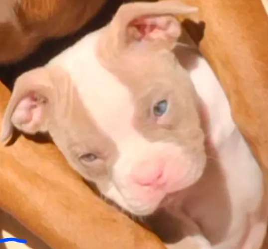 American Bully Pocket micro 