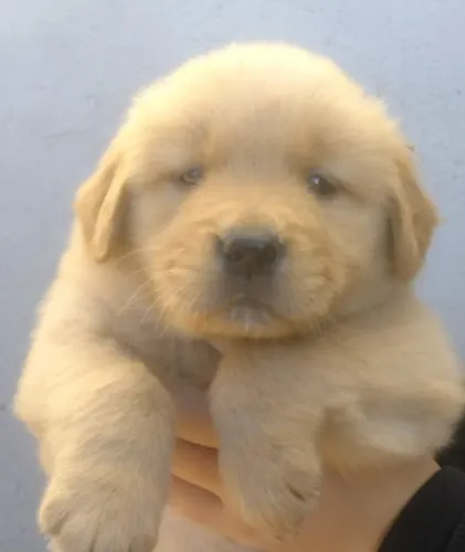 Golden Retriever (últimos machinhos)