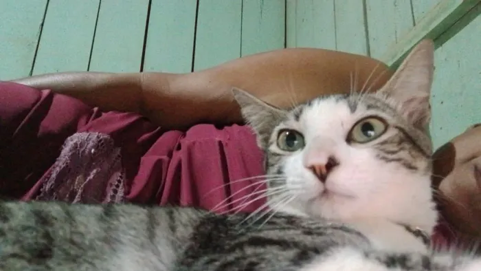 Gatinho pra adoção