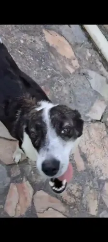 Cachorra fêmea castrada para adoção responsável ela se encontra no lar temporário.