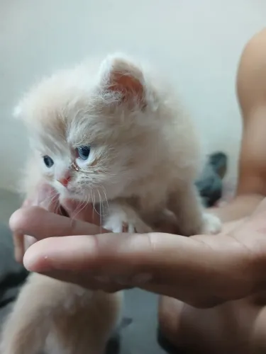 Gato persa