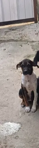Cadela de 2 meses para adoção