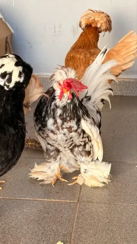 Galo mini modelado