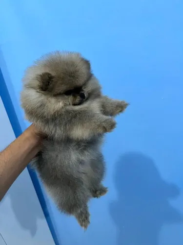 Feminha de spitz