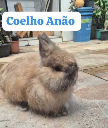 Coelho